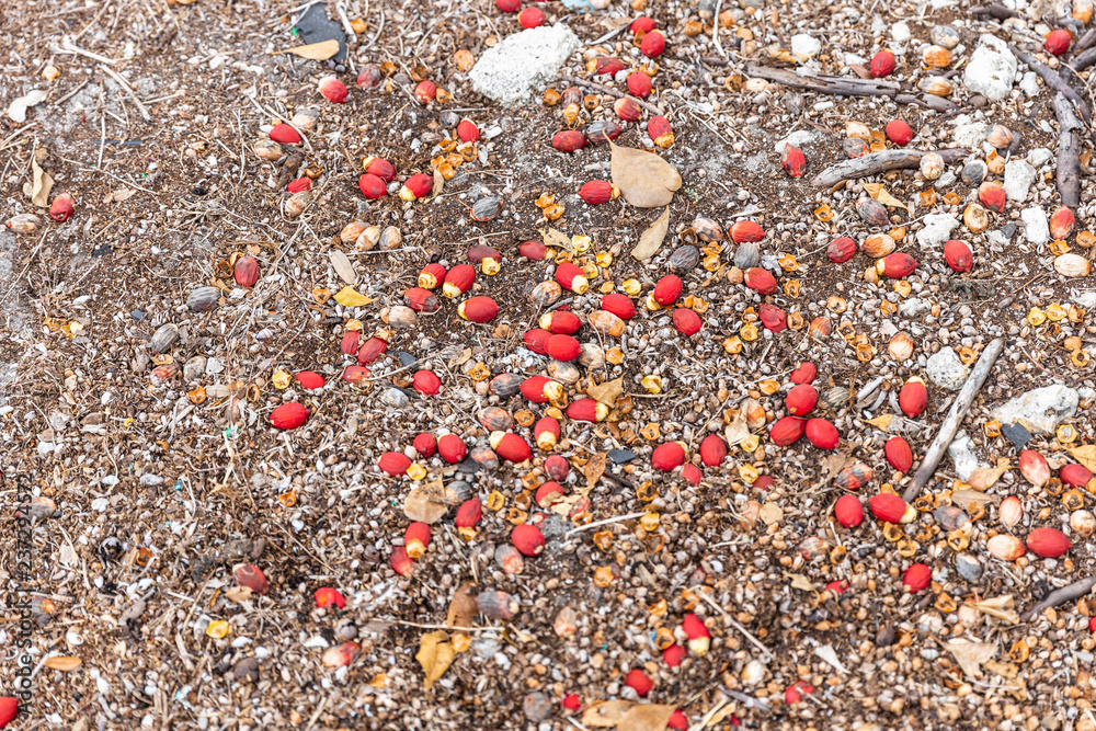 autumn leaves on the ground