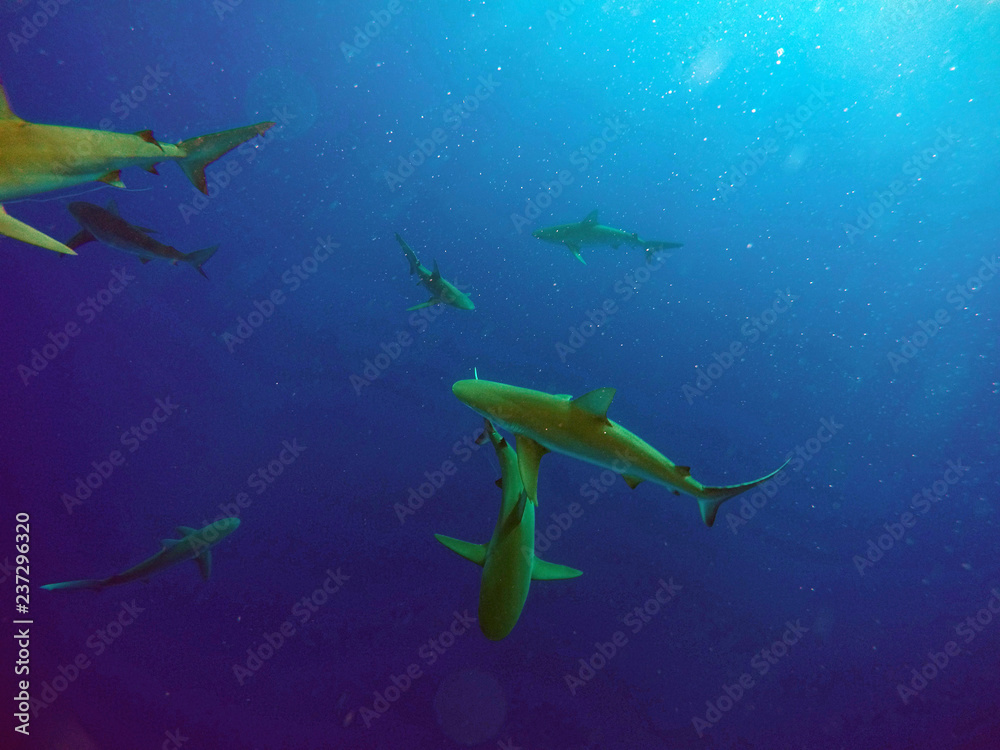 Obraz premium Galapagos Shark Northshore Oahu Hawaii