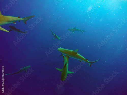 Fototapeta Naklejka Na Ścianę i Meble -  Galapagos Shark Northshore Oahu Hawaii