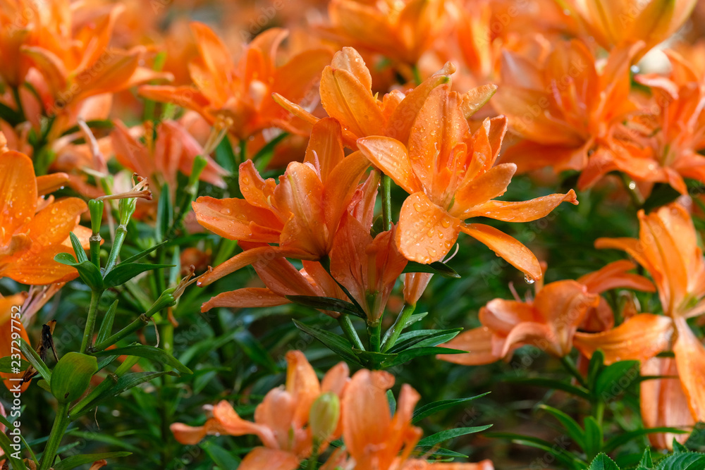 Flower nature background, Blossom orange lilly flower in spring season Flower nature background, Blossom orange lilly flower in spring season