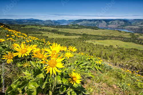 a field of balsamorhiza sits above a river photo