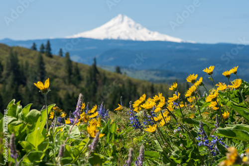Purple lupine and yellow balsamroot sit below Mt. Hood photo