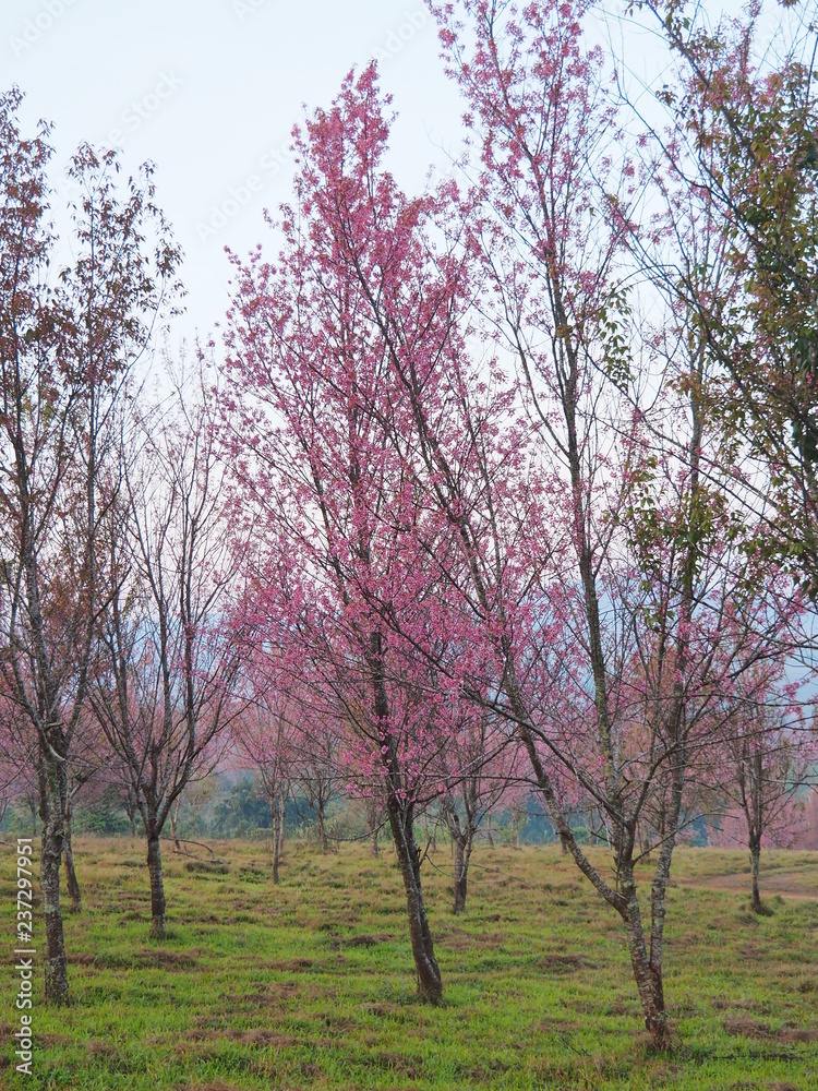 Phulomlo cherry blossom, Petchabun Province