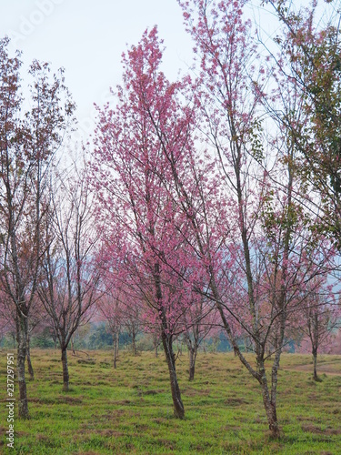 Phulomlo cherry blossom  Petchabun Province