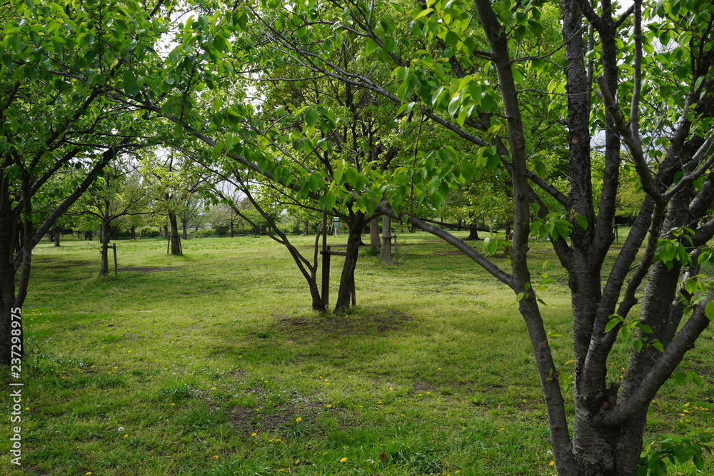 Fototapeta premium 公園 芝生 初夏 春 無人 桜