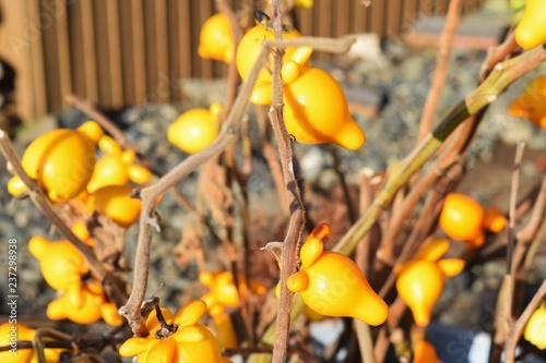 Nipple Solanum mammosum) photo