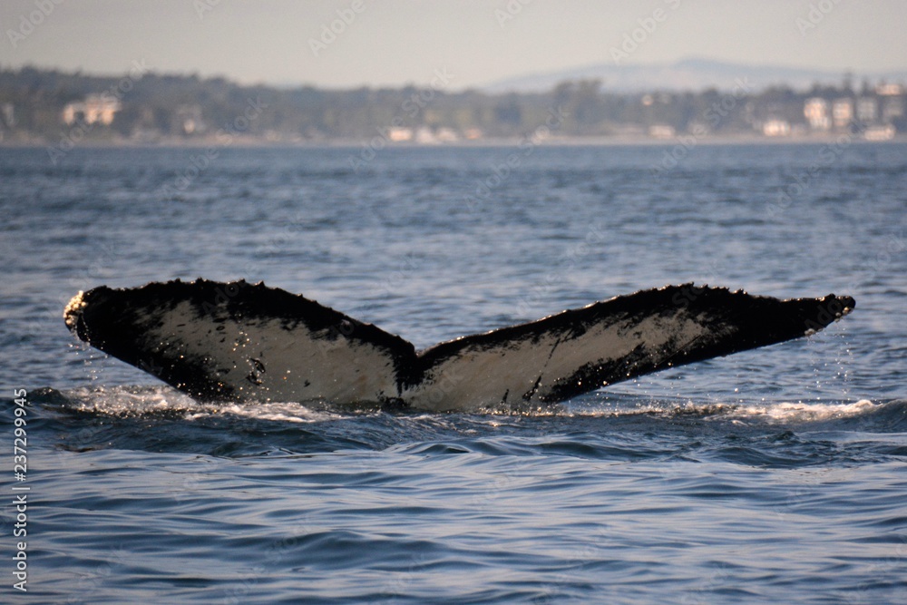 Obraz premium Humpback Whale