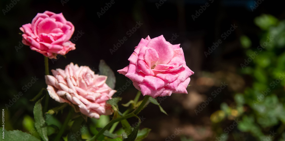  Pink roses