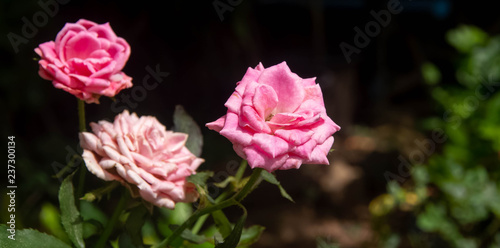  Pink roses