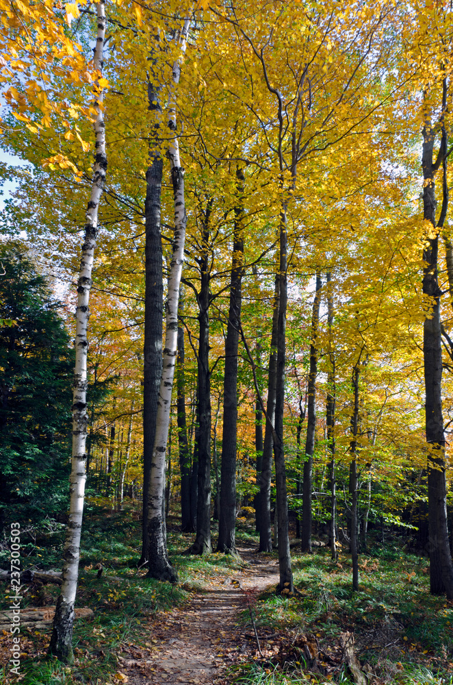 Fototapeta premium Jesienny krajobraz