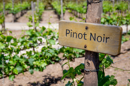 PINOT NOIR Wine sign on vineyard. Vineyard landcape photo