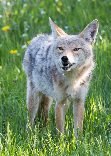 Wild coyote in Yellowstone National Park (Wyoming). © Patrick