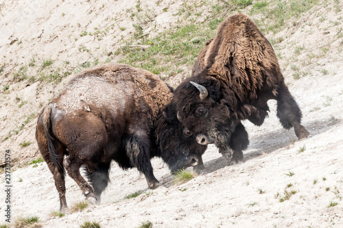 Wild bison in Yellowstone National Park (Wyoming) © Patrick