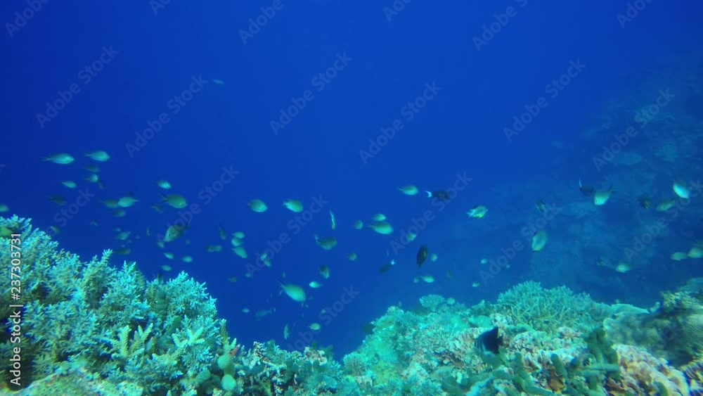 Coral reef and fish in ocean Coral reef and fish in ocean