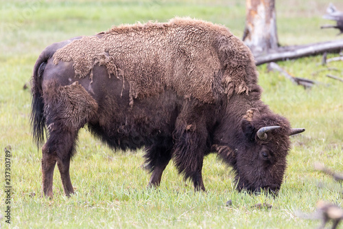 Wild bison in Yellowstone National Park (Wyoming)