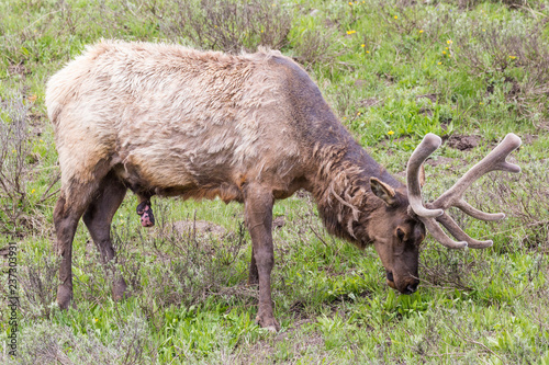 Wild elk in Yellowstone National Park  Wyoming .