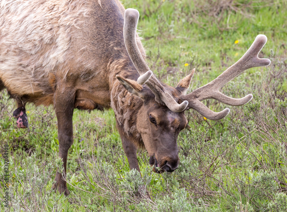 Wild elk in Yellowstone National Park (Wyoming). Wild elk in Yellowstone National Park (Wyoming).