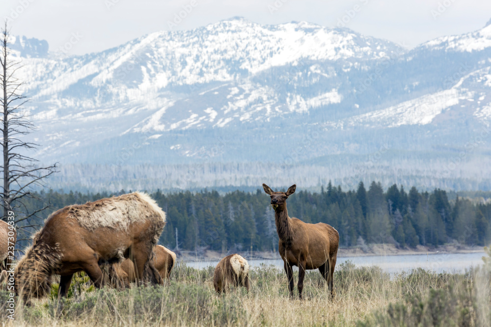 Wild elk in Yellowstone National Park (Wyoming). Wild elk in Yellowstone National Park (Wyoming).