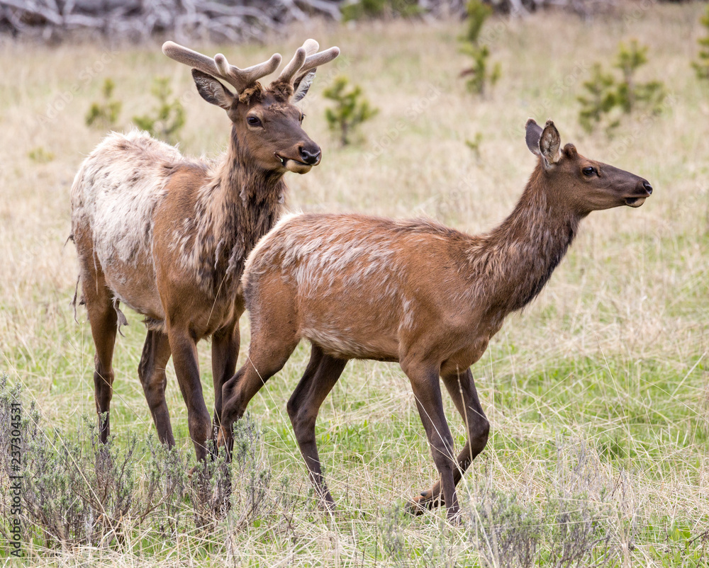 Wild elk in Yellowstone National Park (Wyoming). Wild elk in Yellowstone National Park (Wyoming).