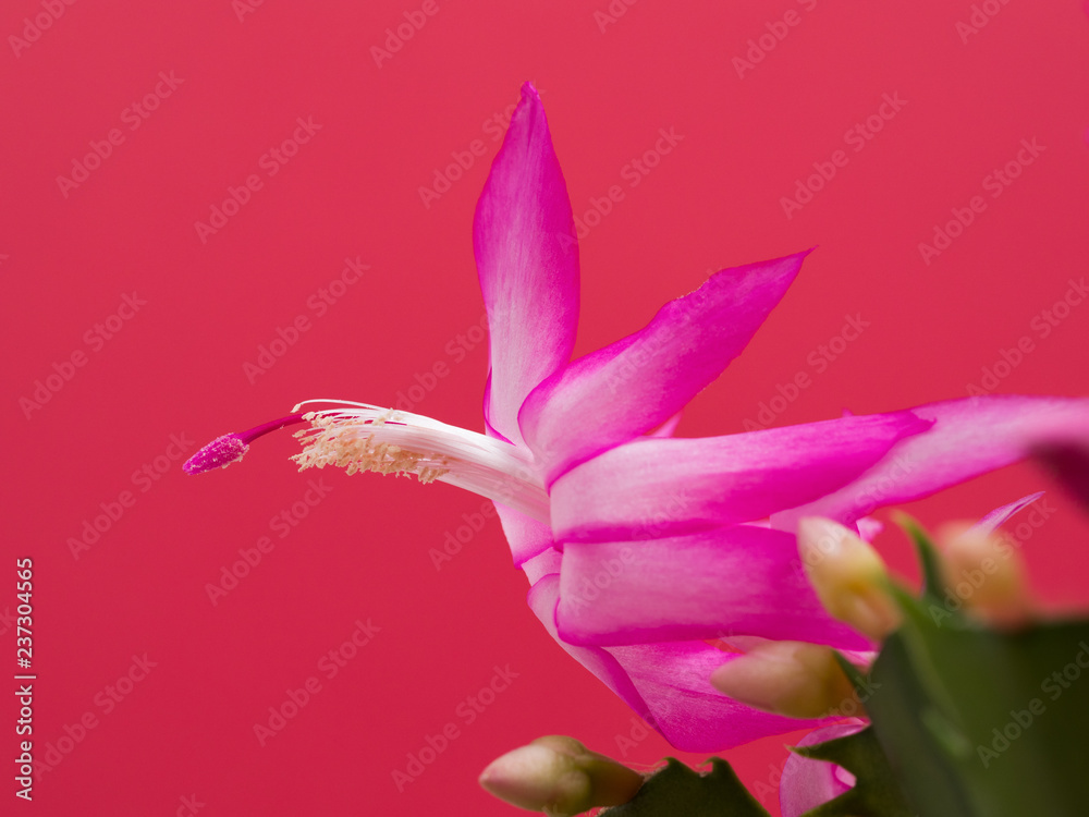 Obraz premium デンマークカクタス