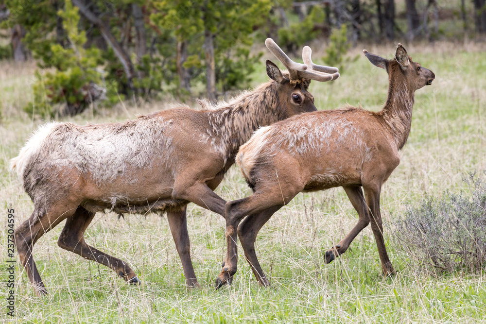 Fototapeta premium Wild elk in Yellowstone National Park (Wyoming).
