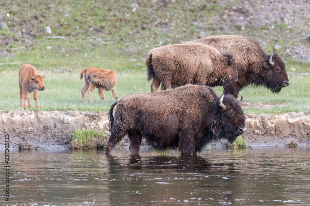 Wild bison in Yellowstone National Park (Wyoming). Wild bison in Yellowstone National Park (Wyoming).