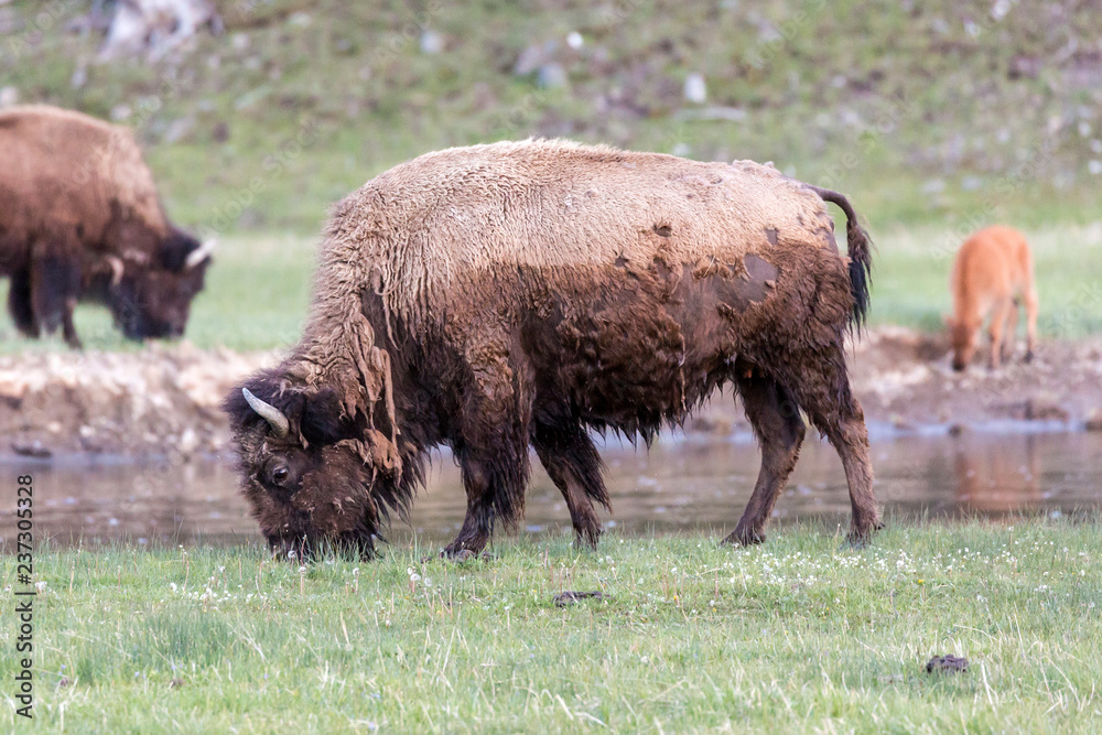 Wild bison in Yellowstone National Park (Wyoming).