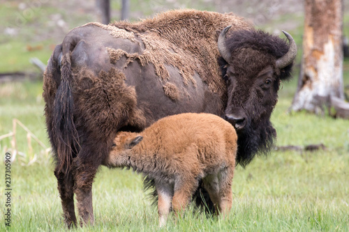 Wild bison in Yellowstone National Park (Wyoming). © Patrick