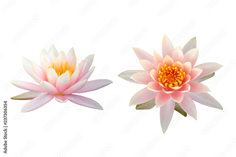 Beautiful pink Lotus flower isolated on white background.