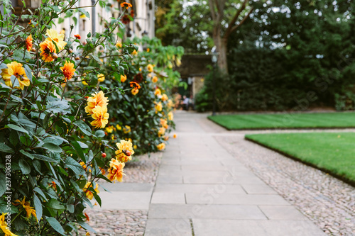 orange Dahlia flowers growing alongside a path
