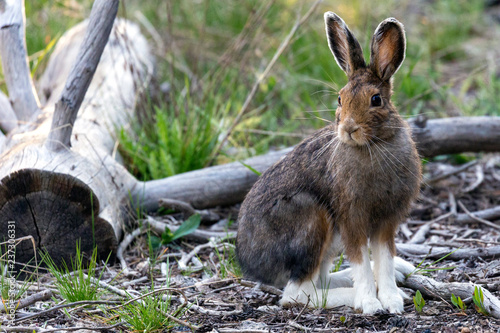 A wild snowshoe hare in Yellowstone National Park (Wyoming)