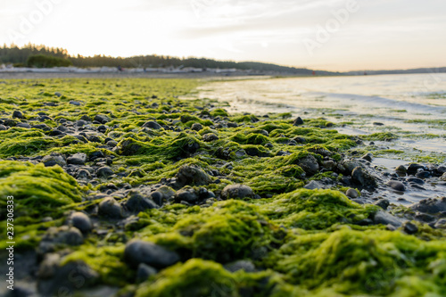 Mossy Beach