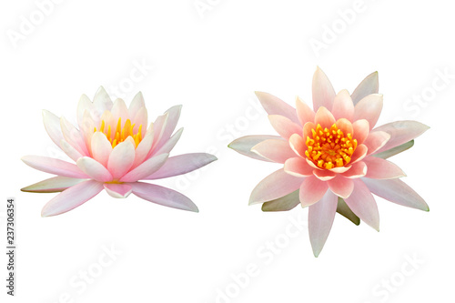 Beautiful pink Lotus flower isolated on white background.
