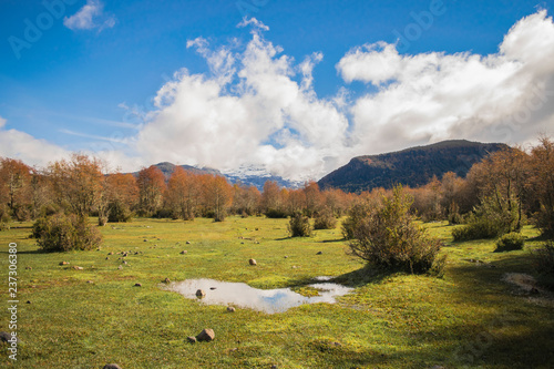 paisaje de un bosque con césped un charco y el cielo