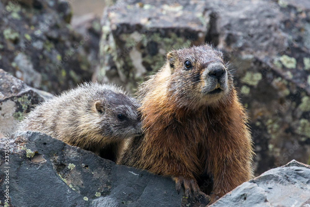 Wild marmot in Yellowstone National Park (Wyoming) Wild marmot in Yellowstone National Park (Wyoming)