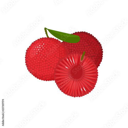 Cartoon fresh yumberry fruit isolated on white