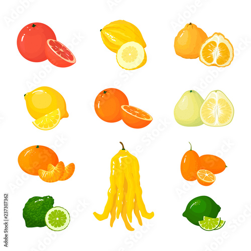 Vector cartoon Citrus set. Icons isolated fruits