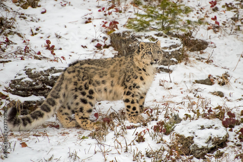 Snow Leopard Cub Standing in the Snow