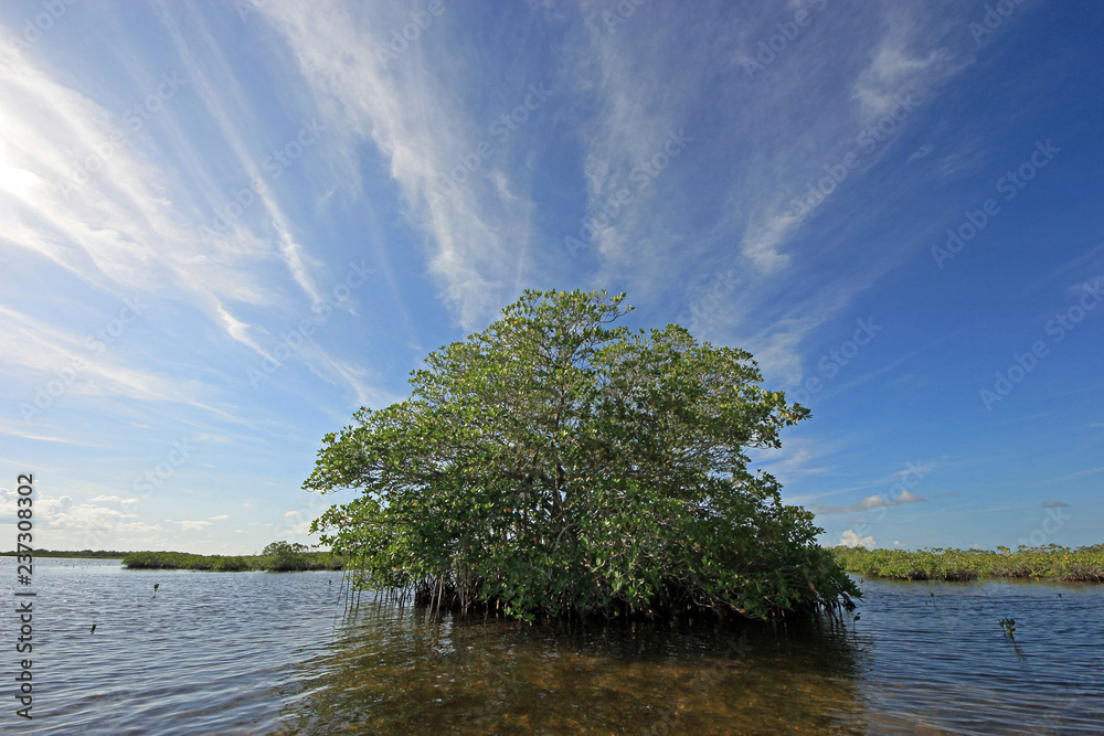 Mangrove trees under a dramatic cloudscape in the shallows of Barnes Sound, Florida. Mangrove trees under a dramatic cloudscape in the shallows of Barnes Sound, Florida.