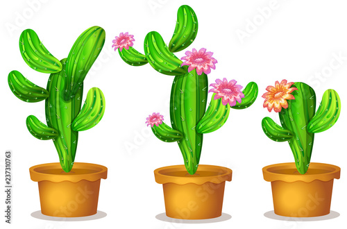 Cactus in the plant pot