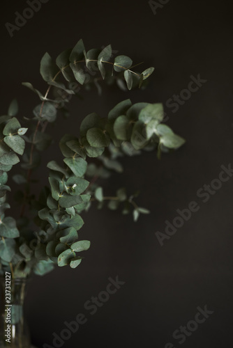 Eucalyptus plant against a grey wall.