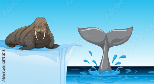 A walrus on ice floe