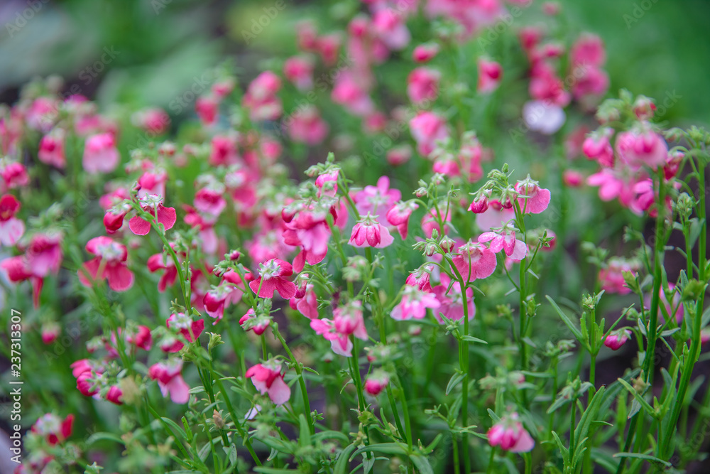 Nemesia flower blooms. 