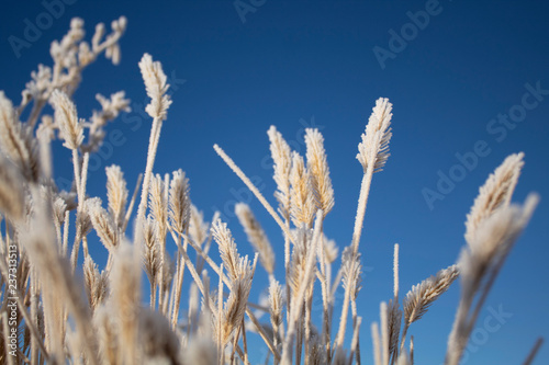 frosty snowy weeds on a clear blue sky day © Leslie