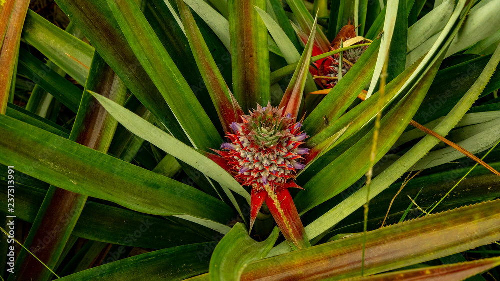 Obraz premium That is how pineapples grow in Mexico. This is how they are formed and this is what they look like before collection.