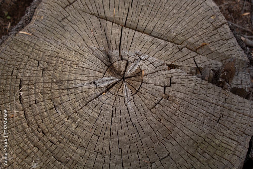 Fototapeta premium cross section of tree stump