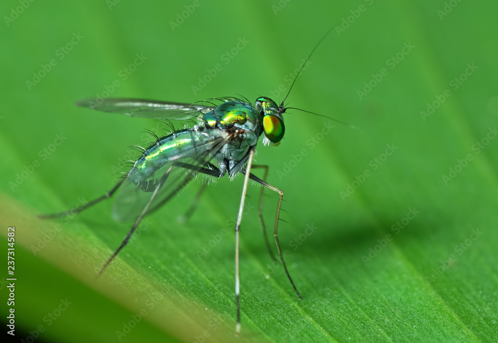 Macro Photo of Beautiful Fly on Green Leaf Isolated on Background Macro Photo of Beautiful Fly on Green Leaf Isolated on Background