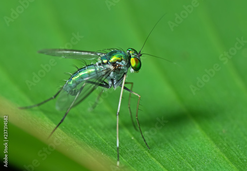 Macro Photo of Beautiful Fly on Green Leaf Isolated on Background © backiris