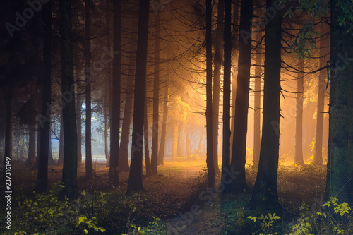 Mystic night forest with shining light