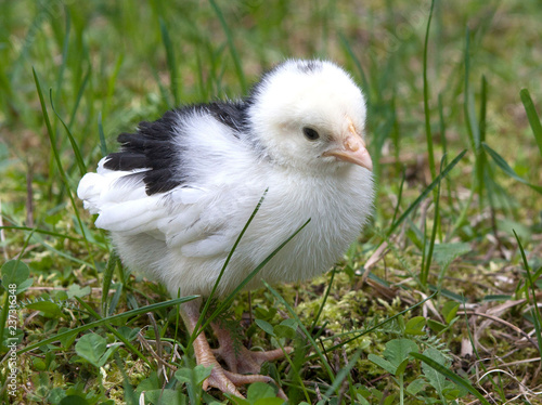 A black and white chick exploring grass